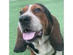 Adopt Burberry 2799 M a Tan/Yellow/Fawn Basset Hound / Mixed dog in Brooklyn
