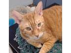 Adopt Tiki a Orange or Red Domestic Shorthair / Mixed cat in Leesburg