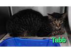 Adopt Tabb a Gray or Blue Domestic Shorthair / Domestic Shorthair / Mixed cat in