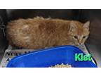 Adopt Kist a Orange or Red Domestic Shorthair / Domestic Shorthair / Mixed cat