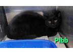 Adopt Pibb a All Black Domestic Shorthair / Domestic Shorthair / Mixed cat in