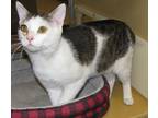 Adopt Ketchup a Brown Tabby Domestic Shorthair (short coat) cat in Tulsa