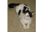 Adopt French Fry a Black & White or Tuxedo Domestic Shorthair (short coat) cat