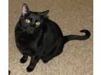 Adopt Morrison a All Black Domestic Shorthair (short coat) cat in Tulsa
