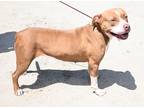 Adopt Keeleigh+ a Tan/Yellow/Fawn American Pit Bull Terrier / Mixed dog in