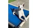 Adopt Maddy a White - with Black Jack Russell Terrier / Mixed dog in San