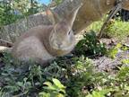 Adopt Toby a Tan Palomino / Mixed rabbit in Holiday, FL (37809221)
