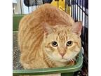 Adopt Lucky a Orange or Red Domestic Shorthair / Domestic Shorthair / Mixed cat