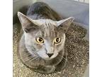Adopt Dahlia a Gray or Blue Russian Blue / Domestic Shorthair / Mixed cat in New