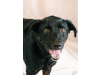Adopt Kong a Black Labrador Retriever / German Shepherd Dog / Mixed dog in