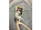 Adopt Blanco a White Budgie / Mixed bird in Edmonton, AB (37810103)