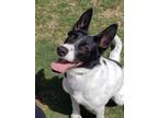 Adopt Ellie a White - with Black Border Collie / Labrador Retriever / Mixed dog