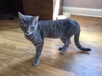 Adopt Linus a Gray, Blue or Silver Tabby Domestic Shorthair cat in