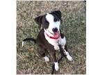 Adopt Roxy a Brown/Chocolate - with White Border Collie / American Pit Bull