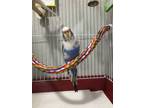 Adopt Azure a Blue Budgie / Mixed bird in Edmonton, AB (37810332)