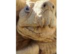 Adopt Ahonui a Tortoise reptile, amphibian, and/or fish in Las Vegas