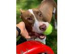 Adopt Wilma Gene a White - with Brown or Chocolate Labrador Retriever / American