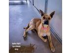 Adopt Bailie a Brown/Chocolate Pit Bull Terrier / Mixed dog in Edinburg