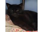 Adopt Vanta a All Black Domestic Shorthair / Mixed cat in Milford, IA (37810999)