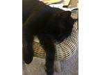 Adopt Horace-needs fostered too a All Black Domestic Shorthair (short coat) cat
