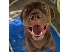 Adopt Toby a Brown/Chocolate Labrador Retriever / Mixed dog in Helotes
