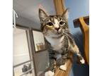 Adopt Shirley a Calico or Dilute Calico Domestic Shorthair / Mixed cat in