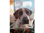 Adopt Dasher a White - with Brown or Chocolate Beagle / Terrier (Unknown Type