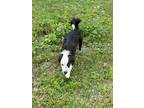 Adopt Lois a Border Collie / Mixed dog in CLEWISTON, FL (37811974)