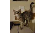 Adopt Mac/ Cheese a Brown Tabby American Shorthair (short coat) cat in Upper