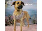 Adopt Ashonti a Tan/Yellow/Fawn Shepherd (Unknown Type) / Mixed dog in Yuma