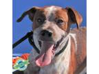 Adopt Nolan a Brown/Chocolate Mixed Breed (Medium) / Mixed dog in Las Cruces