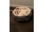 Adopt Oakley (bonded Jenilee) a Domestic Shorthair cat in New York