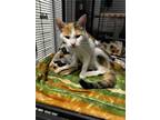 Adopt Mouse a Calico or Dilute Calico Domestic Shorthair (short coat) cat in