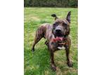 Adopt Lady a Brindle Mixed Breed (Small) / Mixed Breed (Medium) / Mixed (short