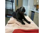 Adopt Stormie a Black Labrador Retriever / Mixed dog in Marshall, TX (37916306)