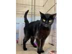 Adopt Isabel a All Black Domestic Shorthair / Domestic Shorthair / Mixed cat in