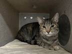 Adopt Raizel a Brown Tabby Domestic Shorthair (short coat) cat in Powell