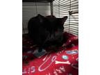 Adopt Quentin a Black (Mostly) Domestic Shorthair (short coat) cat in Monmouth