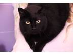 Adopt Pudge a All Black Domestic Shorthair (short coat) cat in House Springs