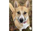 Adopt Averie a Tan/Yellow/Fawn - with White Husky / Mixed dog in Lake Odessa