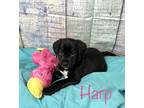 Adopt Harp a Black - with White Labrador Retriever / Mixed dog in Newark
