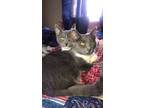 Adopt Liberty a Gray or Blue (Mostly) Domestic Shorthair (short coat) cat in
