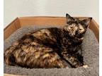 Adopt Cannoli a Domestic Shorthair cat in Arlington, TX (37919110)