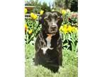 Adopt Shadow a Black American Pit Bull Terrier / Mixed Breed (Medium) / Mixed