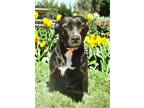Adopt Shadow a Black American Pit Bull Terrier / Mixed dog in Gary