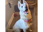 Adopt Daisy a White - with Tan, Yellow or Fawn Shepherd (Unknown Type) / Husky /