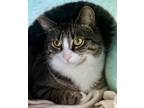 Adopt Gracie a Brown or Chocolate Domestic Shorthair / Domestic Shorthair /