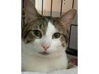 Adopt Hizo a White Domestic Shorthair / Domestic Shorthair / Mixed cat in