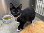 Adopt Shelby a Black & White or Tuxedo Domestic Shorthair (short coat) cat in