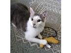 Adopt Goose a White (Mostly) Domestic Shorthair (short coat) cat in